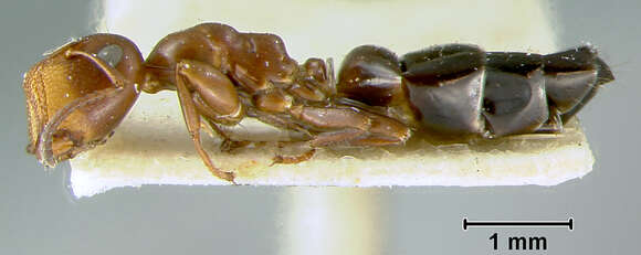 Image of Camponotus culmicola Wheeler 1905