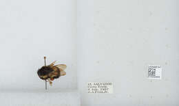 Image of Bombus ephippiatus Say 1837