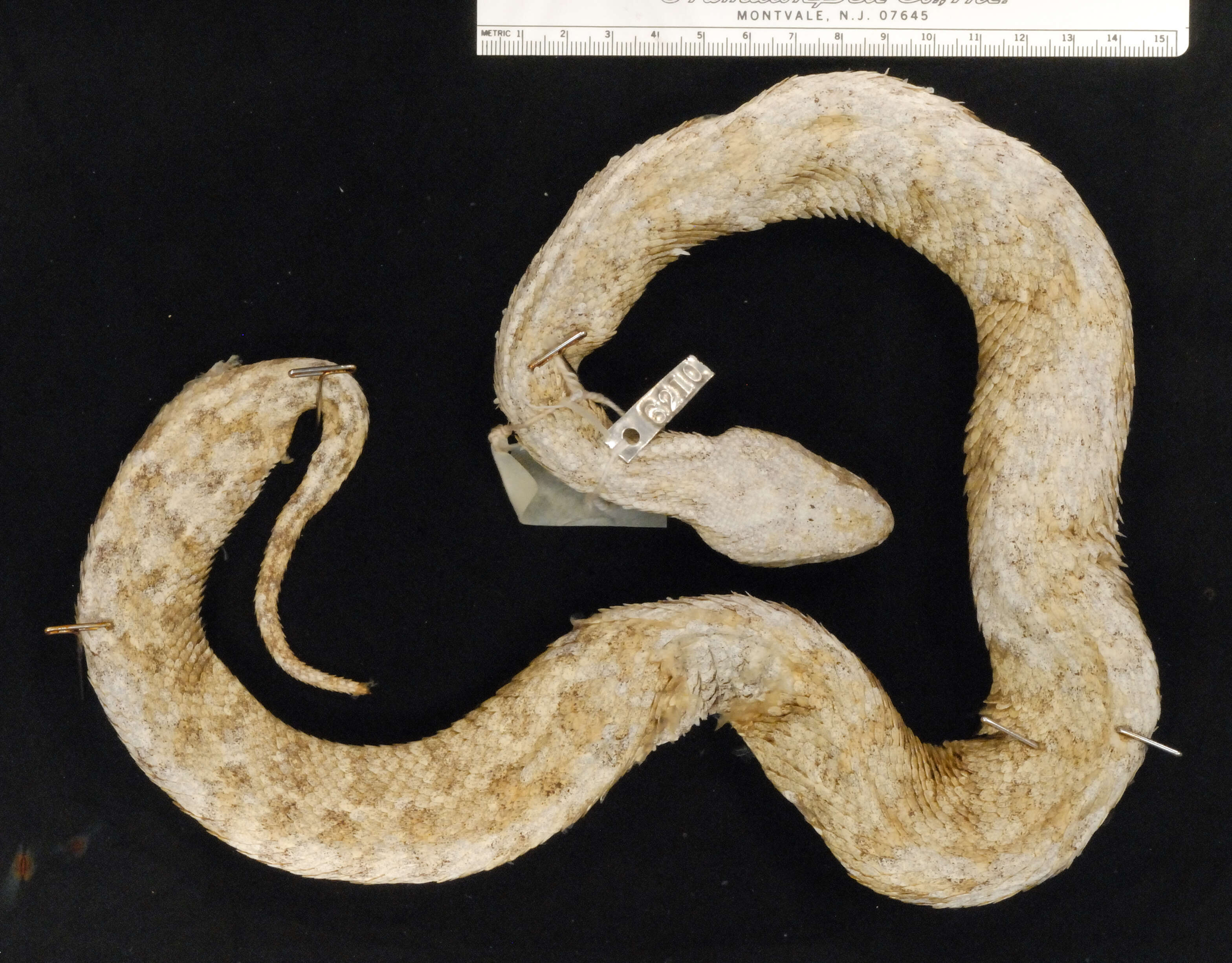 Image of Macrovipera lebetina transmediterranea (Nilson & Andrén 1988)