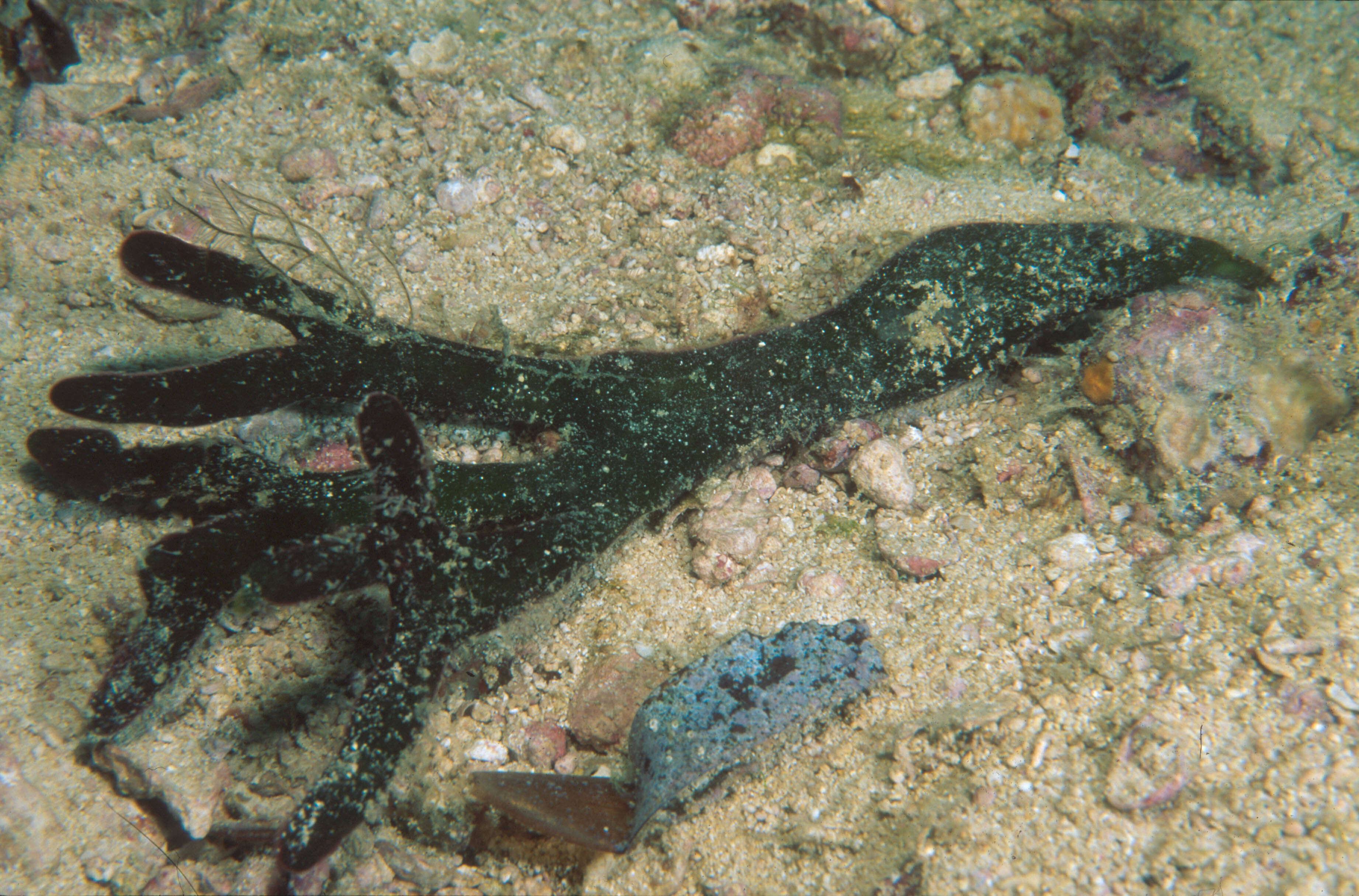 Image of Codium Stackhouse 1797