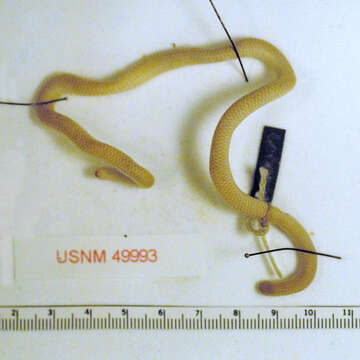 Image of Rose Blind Snake