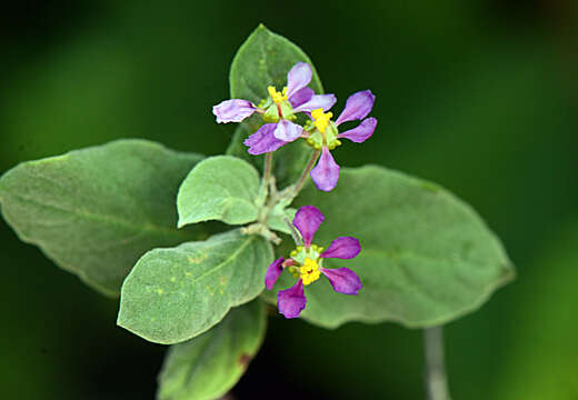 Image of Calcicola parvifolia (A. Juss.) W. R. Anderson & C. Davis