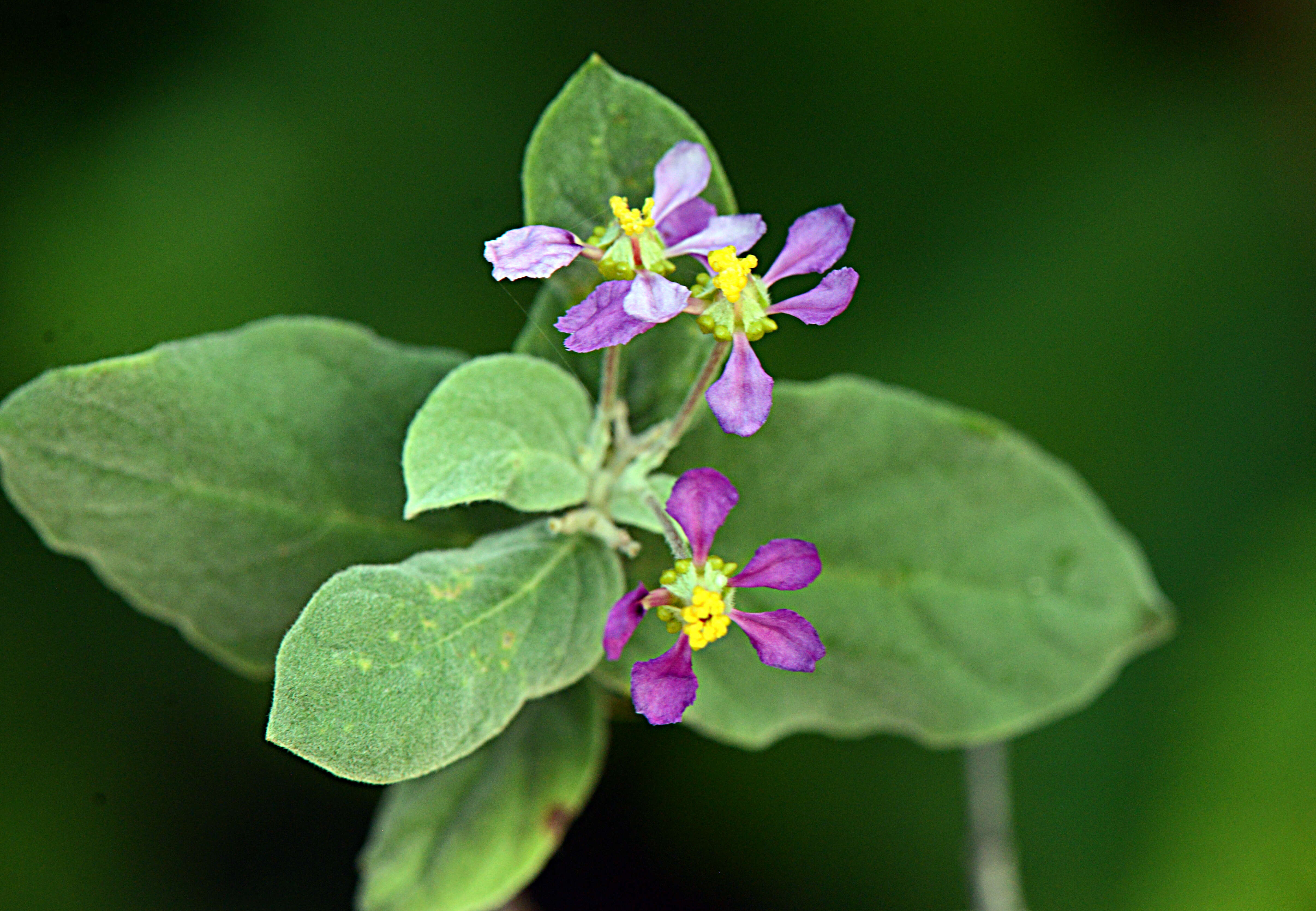 Sivun Calcicola parvifolia (A. Juss.) W. R. Anderson & C. Davis kuva