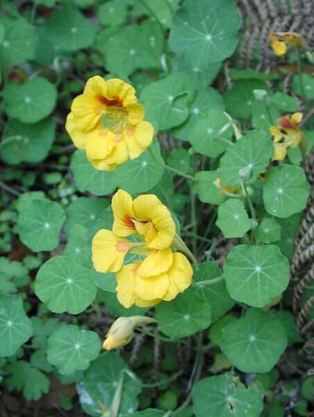 Image of Garden Nasturtium