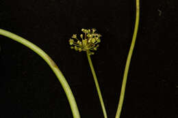 Image of largeleaf pennywort