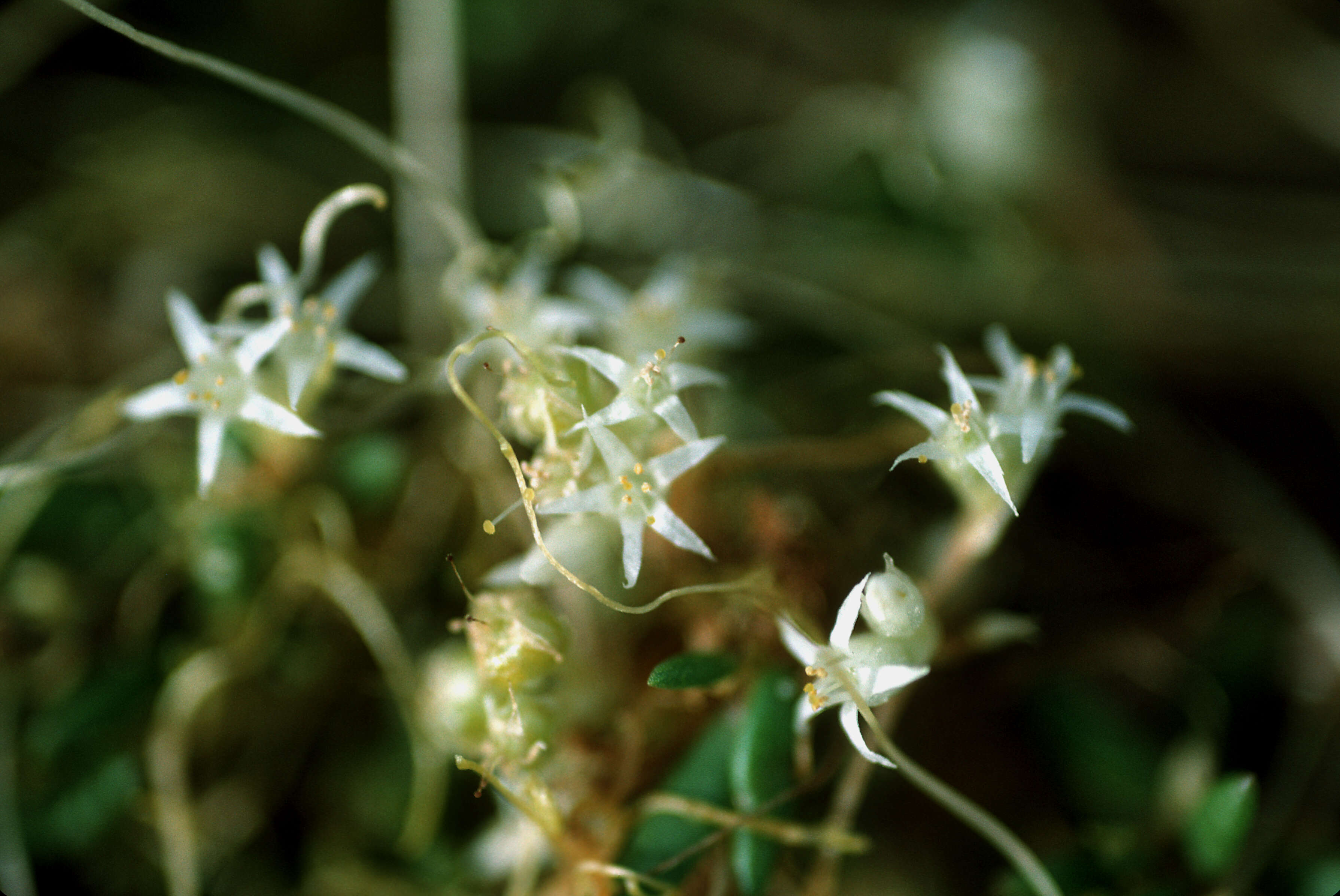 Image of flatglobe dodder