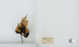 Слика од Bombus affinis Cresson 1864