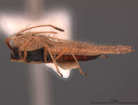 Image of Eggplant Lace Bug