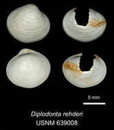 Plancia ëd Timothynus rehderi (van Regteren Altena 1968)