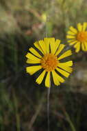 Image of oneflower honeycombhead