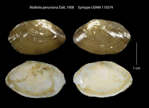 Image of Malletia peruviana Dall 1908