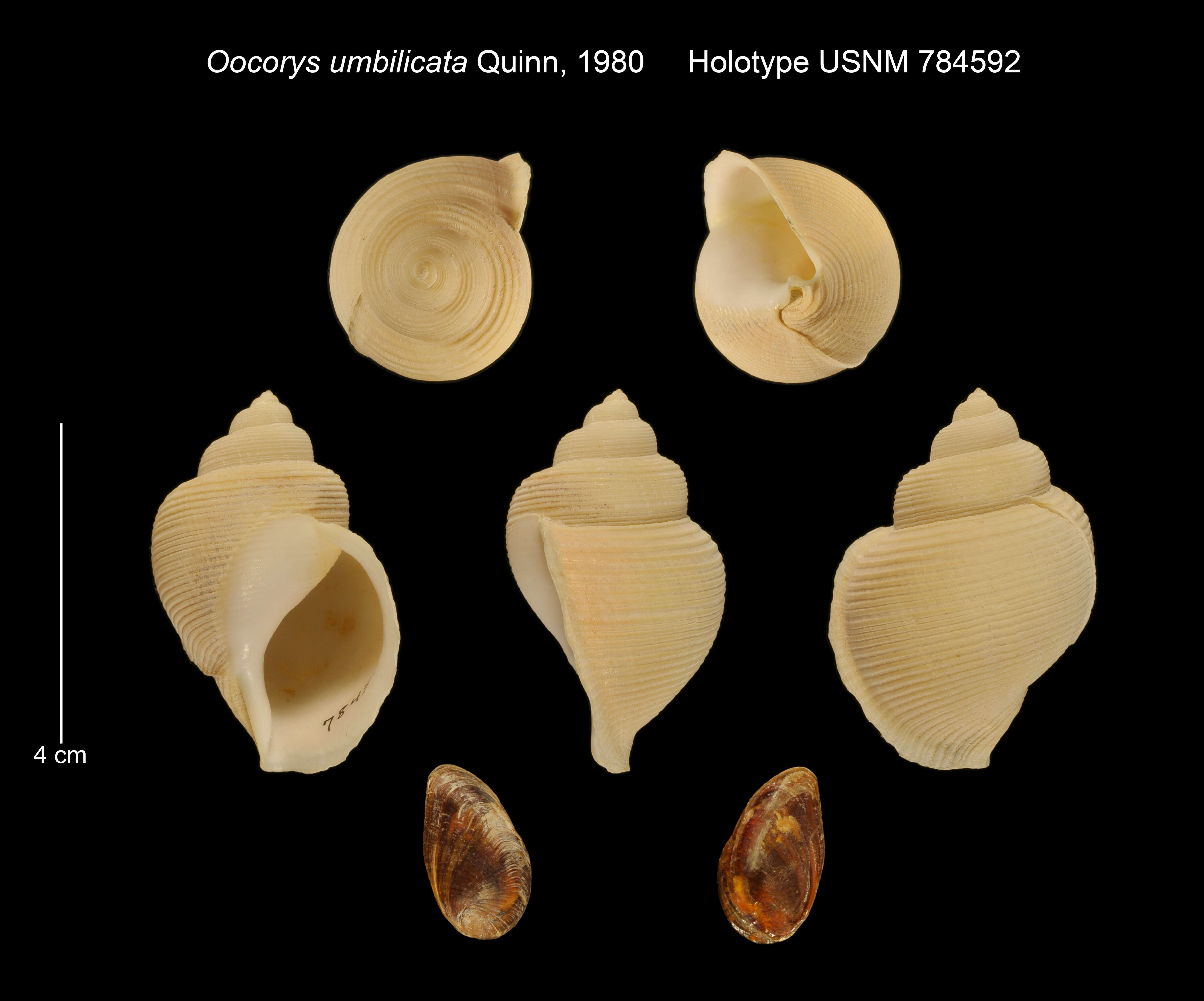 Image of Oocorys P. Fischer 1884