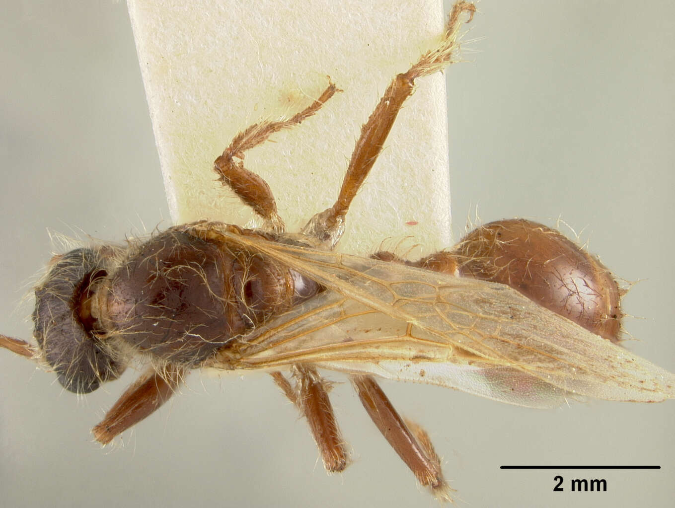 Image of Western Harvester Ant