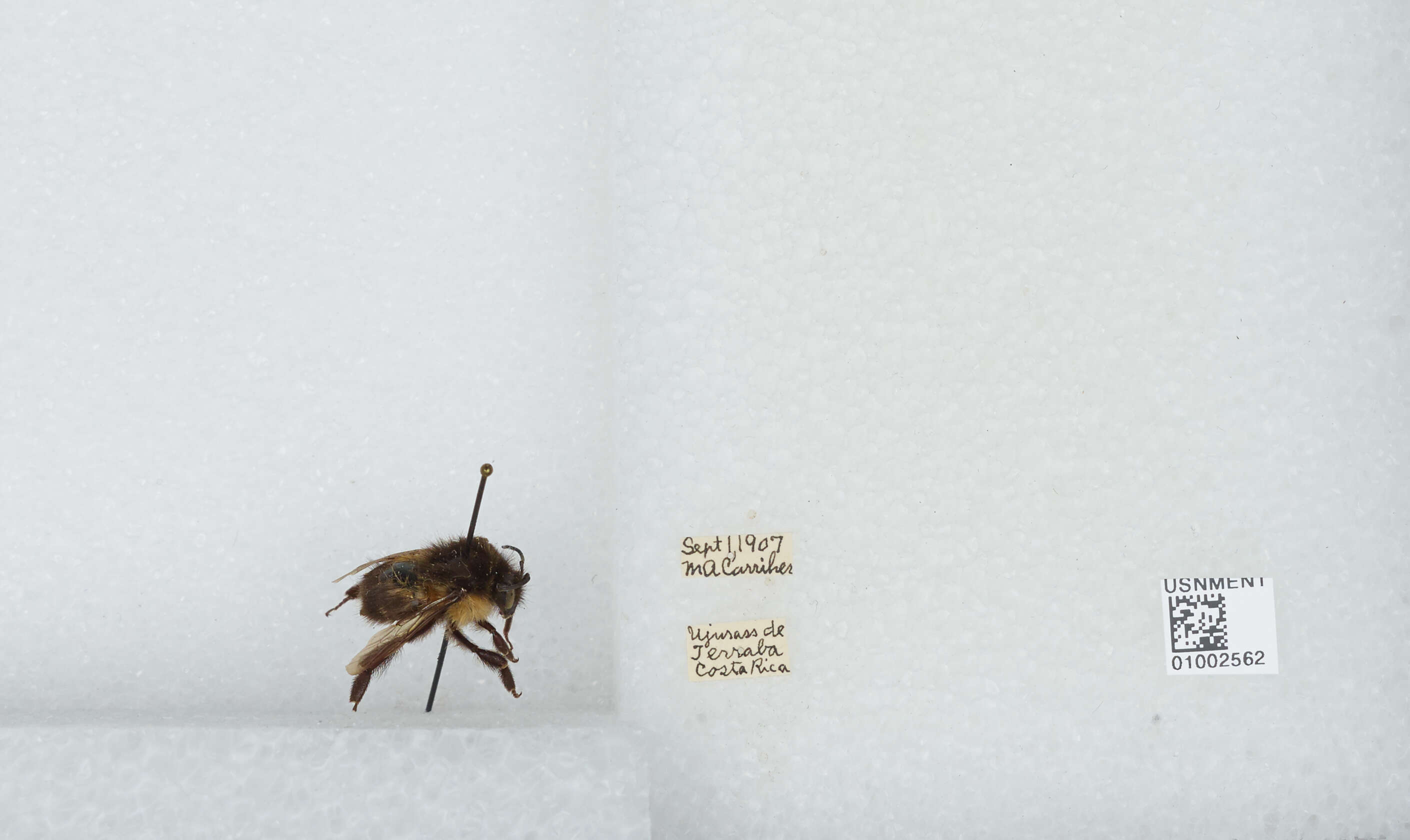 Image of Bombus ephippiatus Say 1837