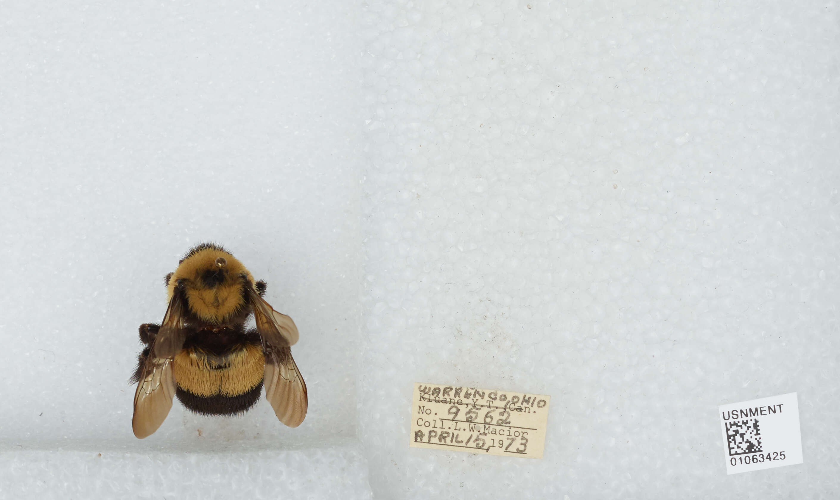 Слика од Bombus affinis Cresson 1864