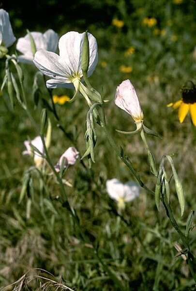 Imagem de Oenothera speciosa Nutt.