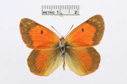 Image of Colias erschoffi Alphéraky 1881