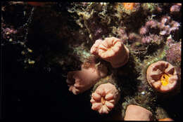 Image of Cladopsammia gracilis (Milne Edwards & Haime 1848)