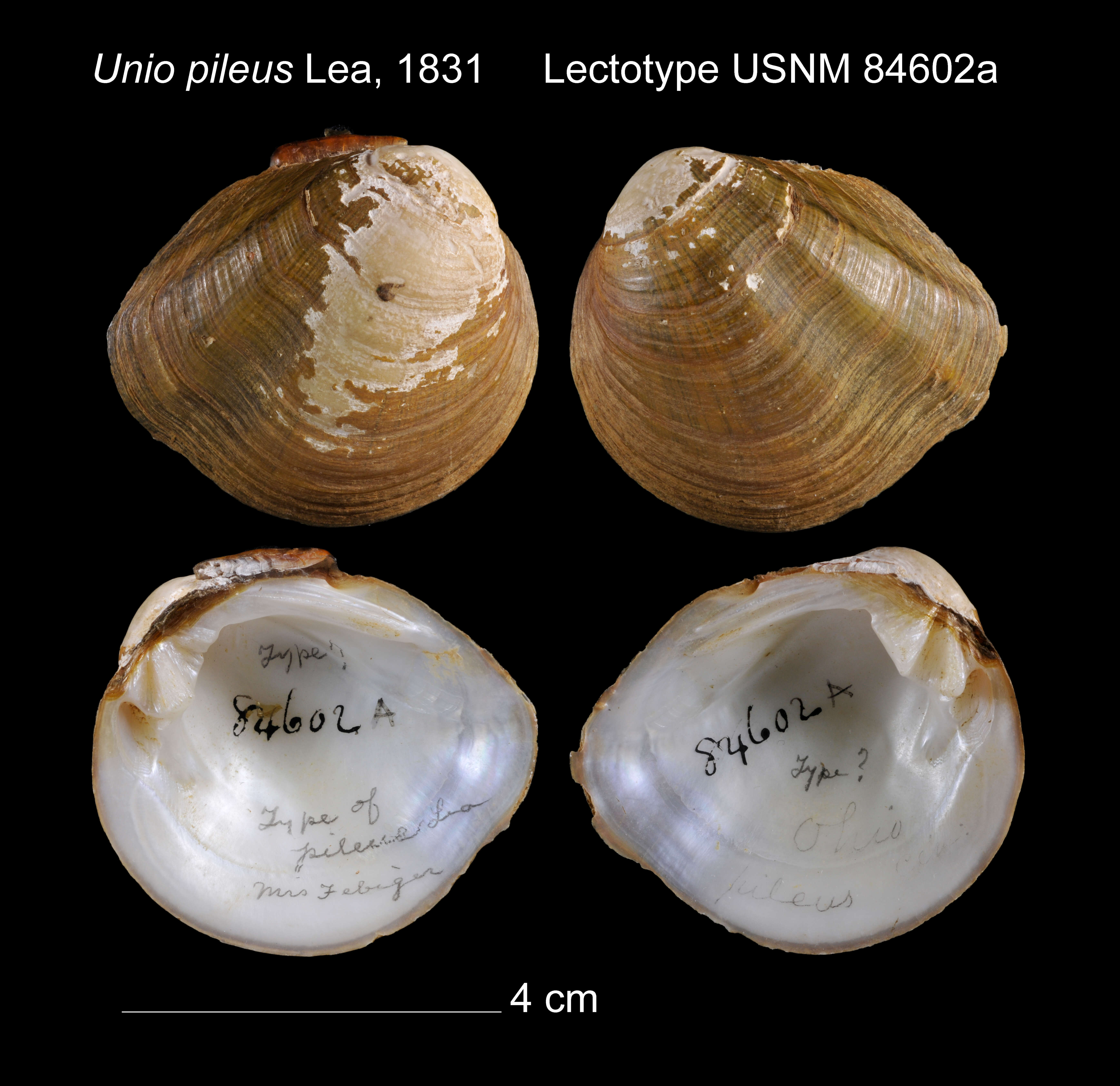 Image of Unio pileus I. Lea 1831