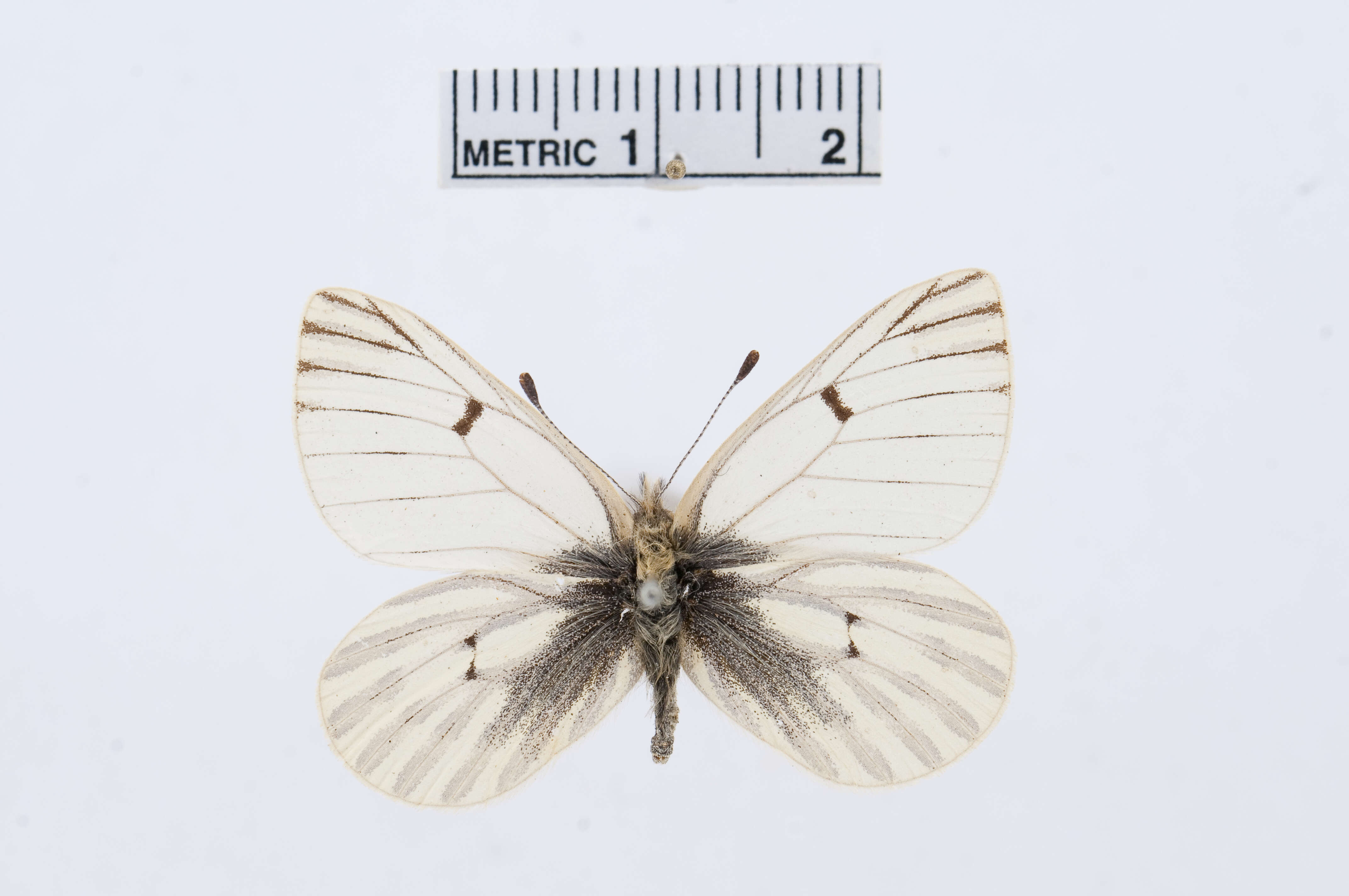 Image of Baltia butleri (Moore 1882)