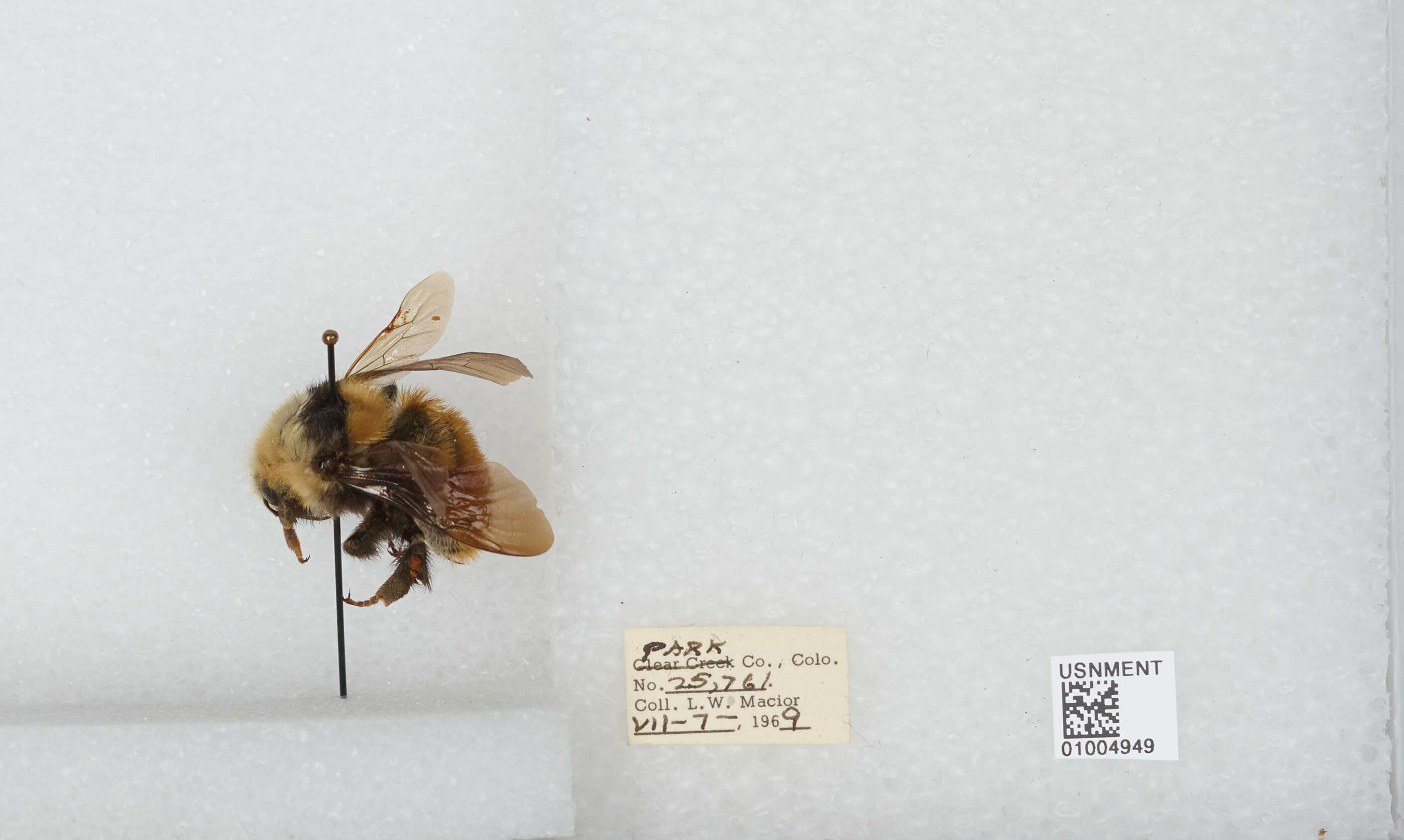 Imagem de Bombus appositus Cresson 1879