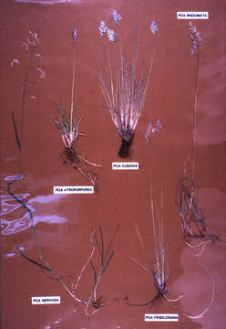 Image de Poa atropurpurea Scribn.