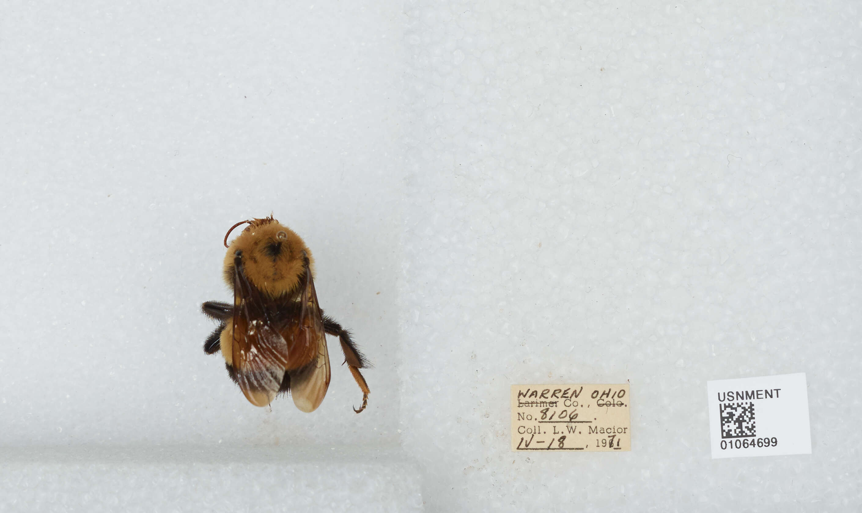 Слика од Bombus affinis Cresson 1864