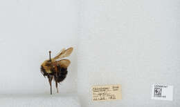 صورة Bombus bimaculatus Cresson 1864