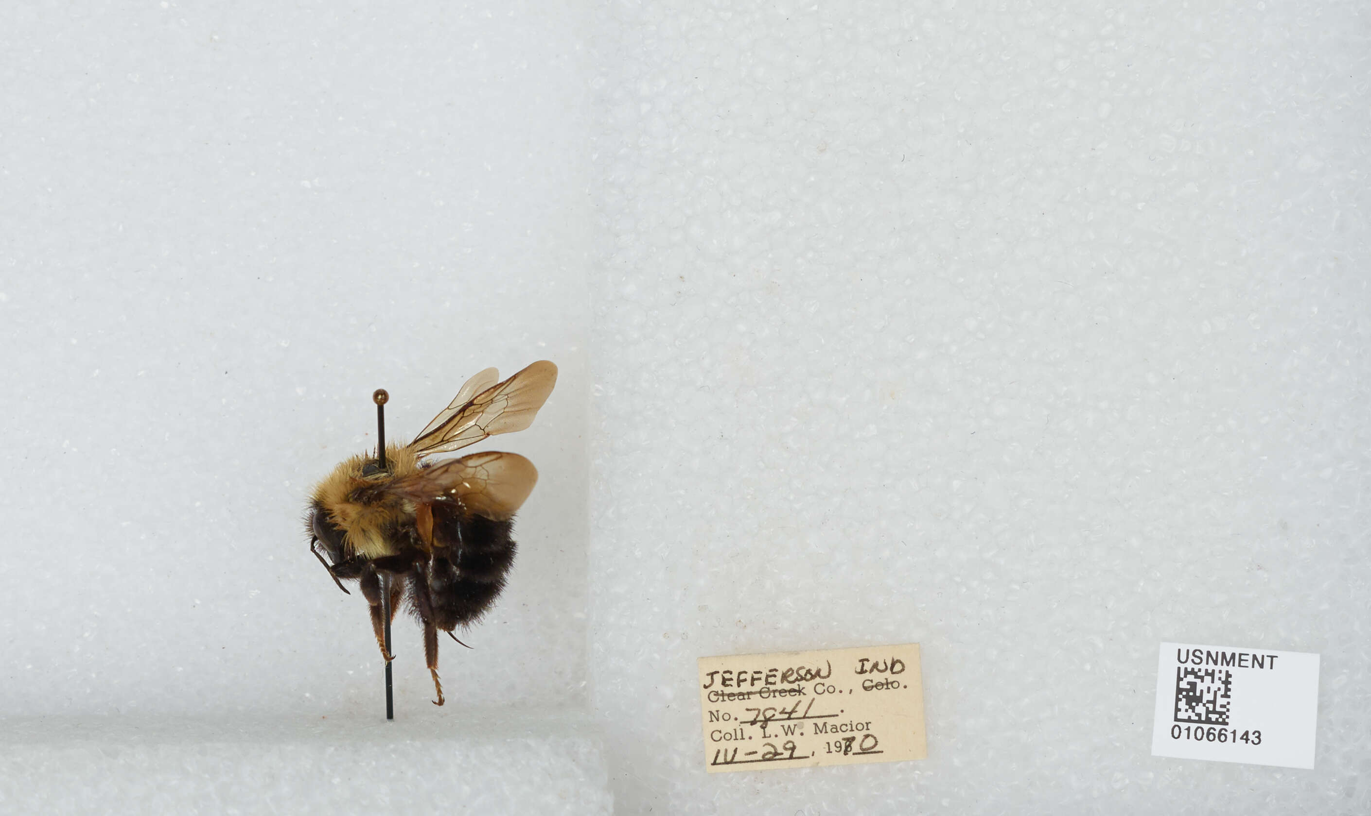 صورة Bombus bimaculatus Cresson 1864