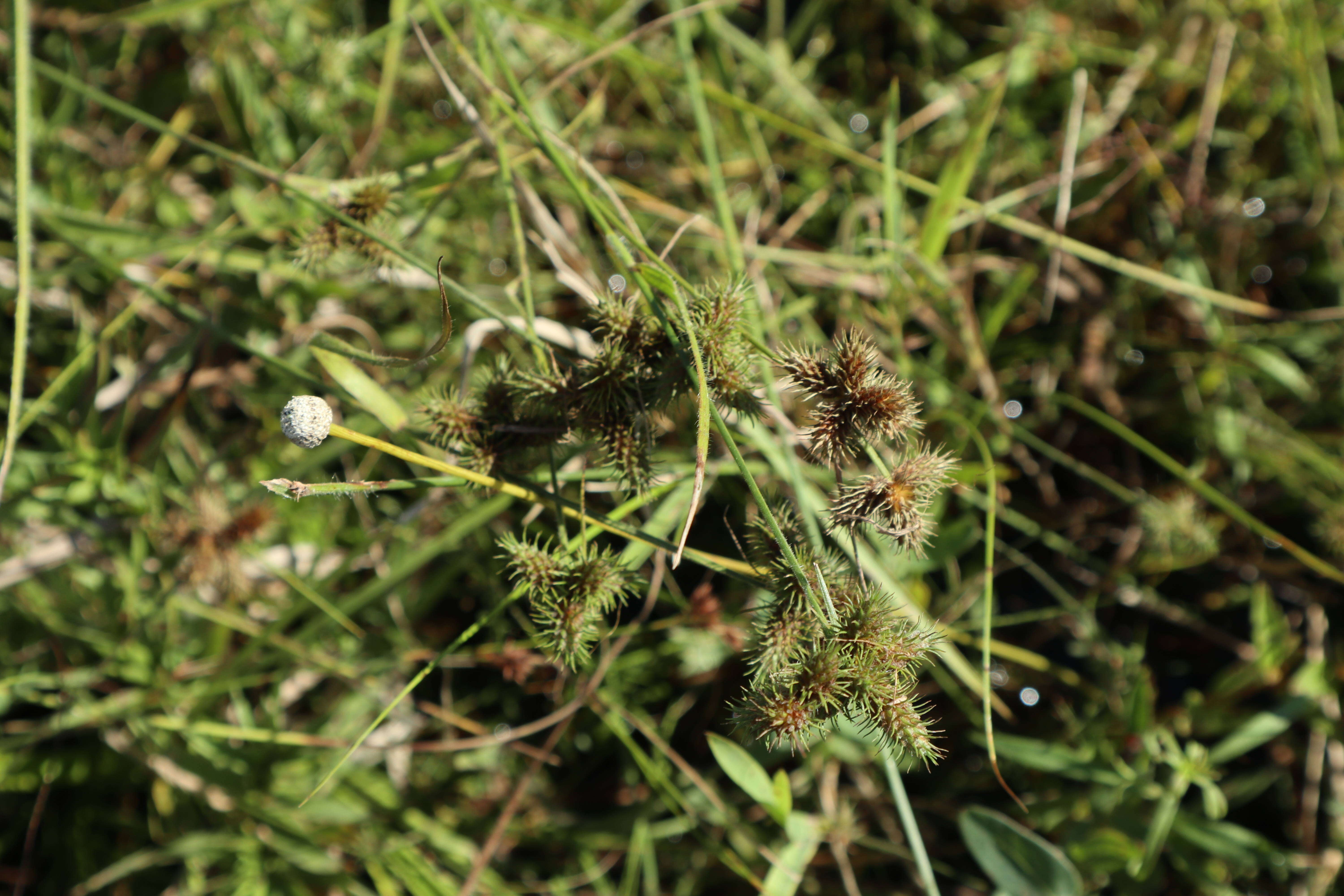 Image of Hairy Umbrella Sedge