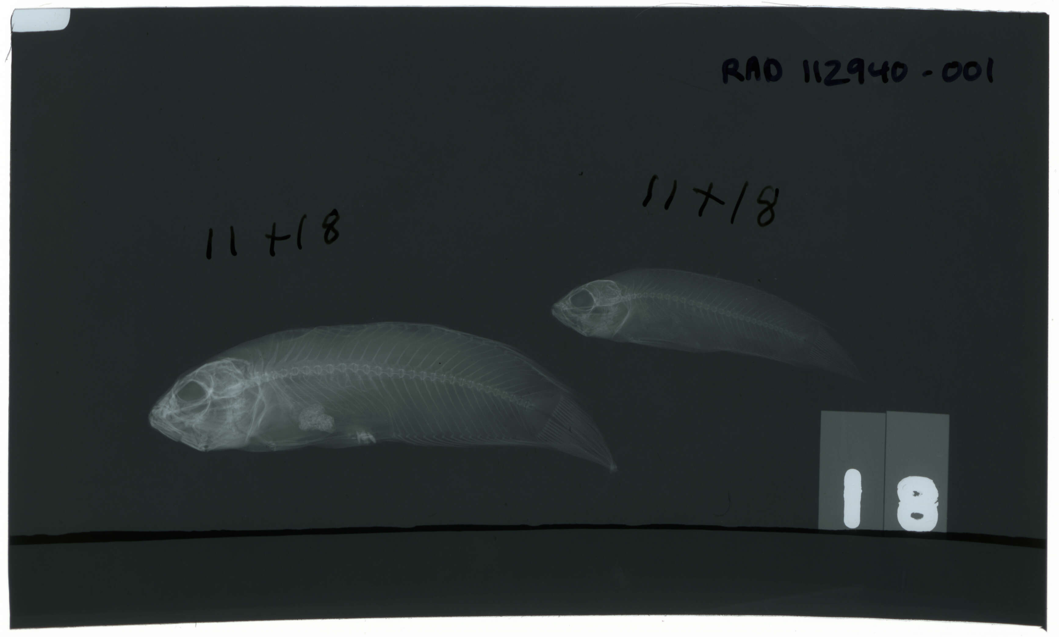 Image of Big-eye dottyback