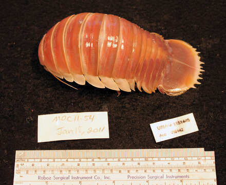 Image of Giant Isopods