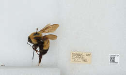 Слика од Bombus affinis Cresson 1864