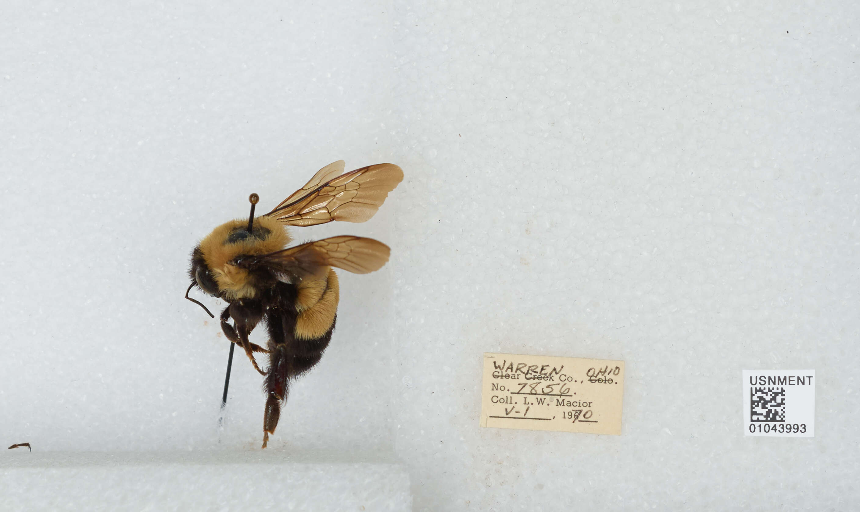 Слика од Bombus affinis Cresson 1864