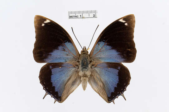 Charaxes bohemani Felder & Felder 1859的圖片