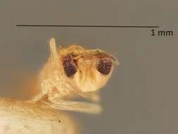 صورة Chrysonotomyia aemilia (Girault 1917)