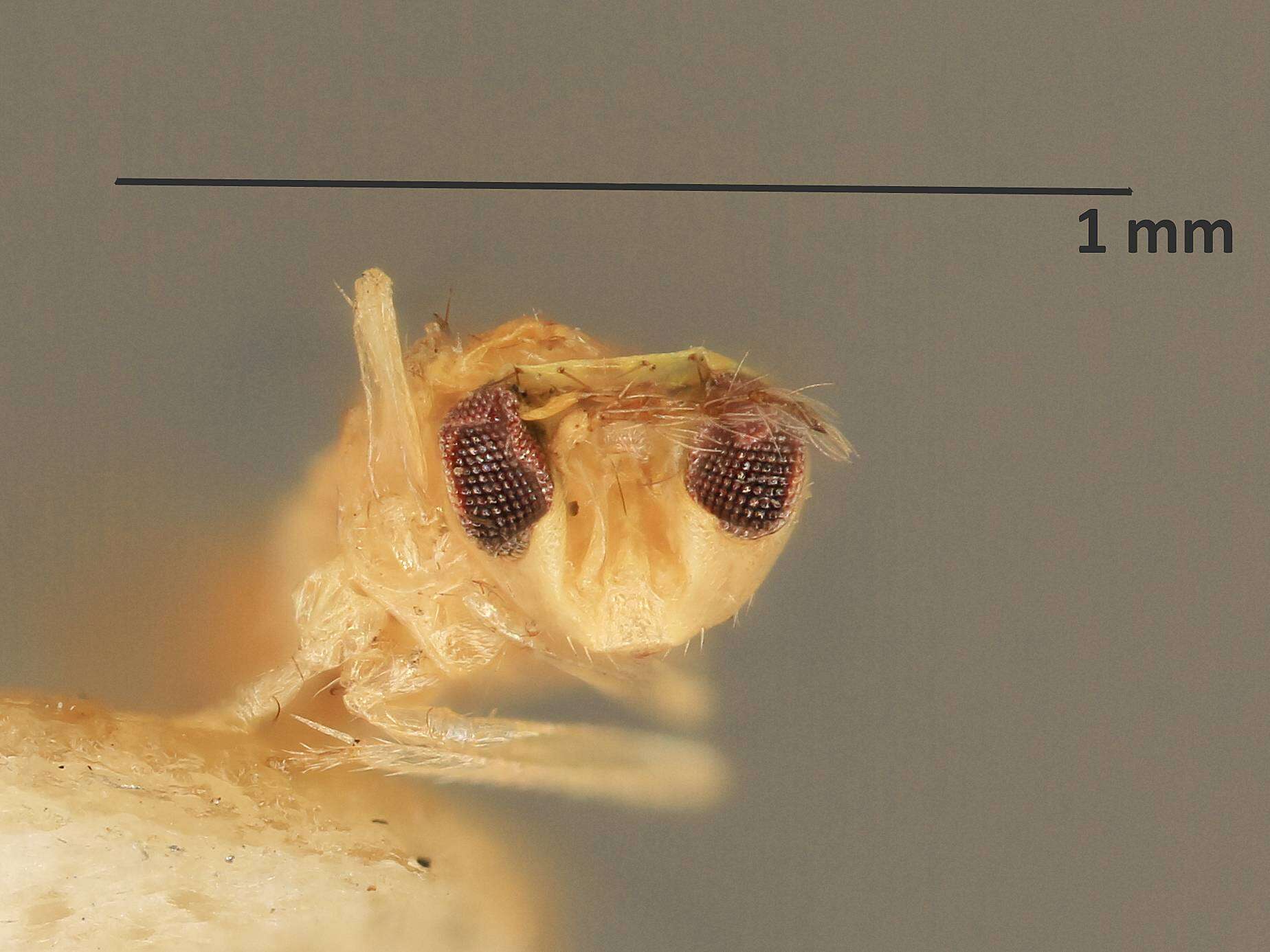 Image of Chrysonotomyia aemilia (Girault 1917)