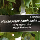 Image of Petraeovitex bambusetorum King & Gamble