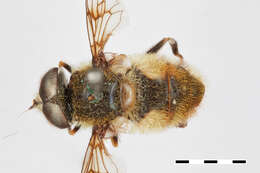 Image of Eristalis anthophorina (Fallen 1817)