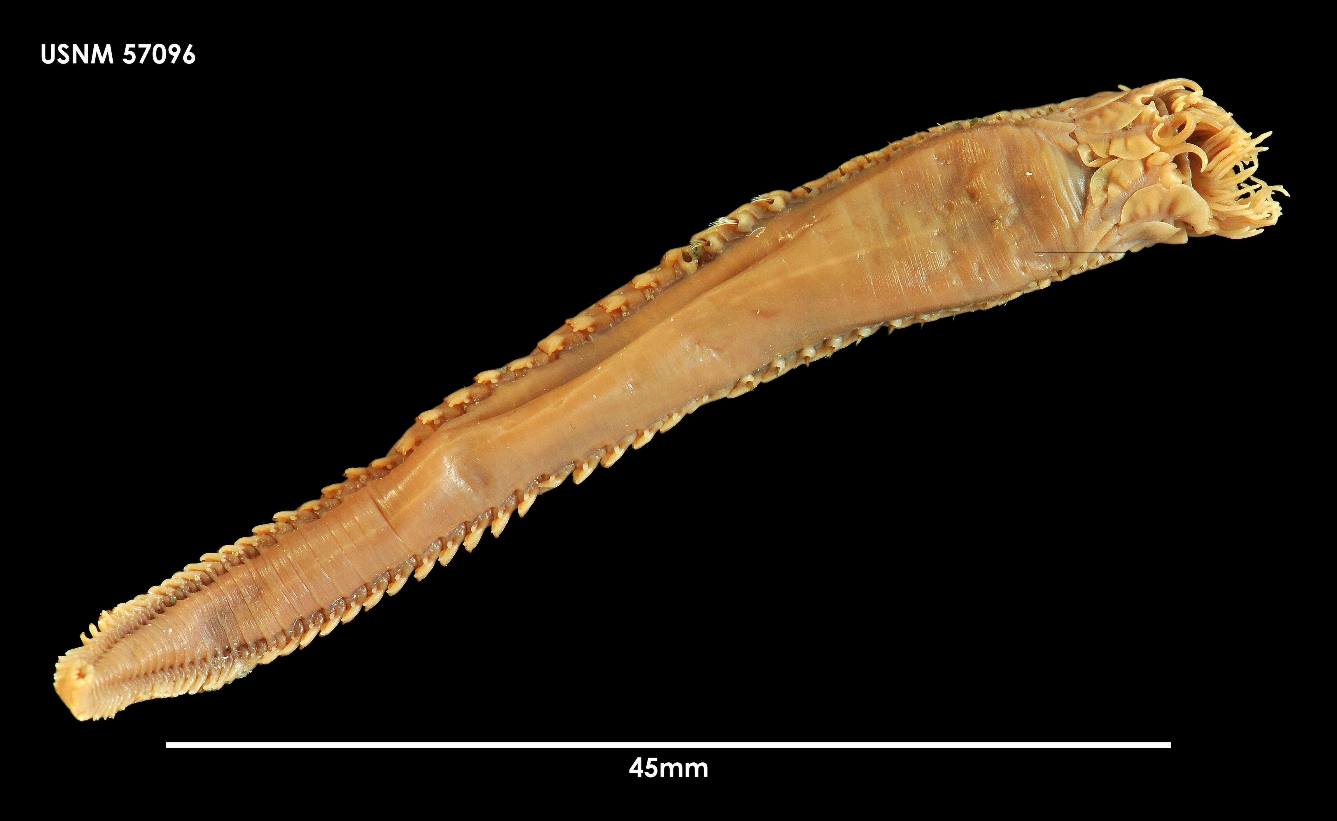 Image of Phyllocomus crocea Grube 1877