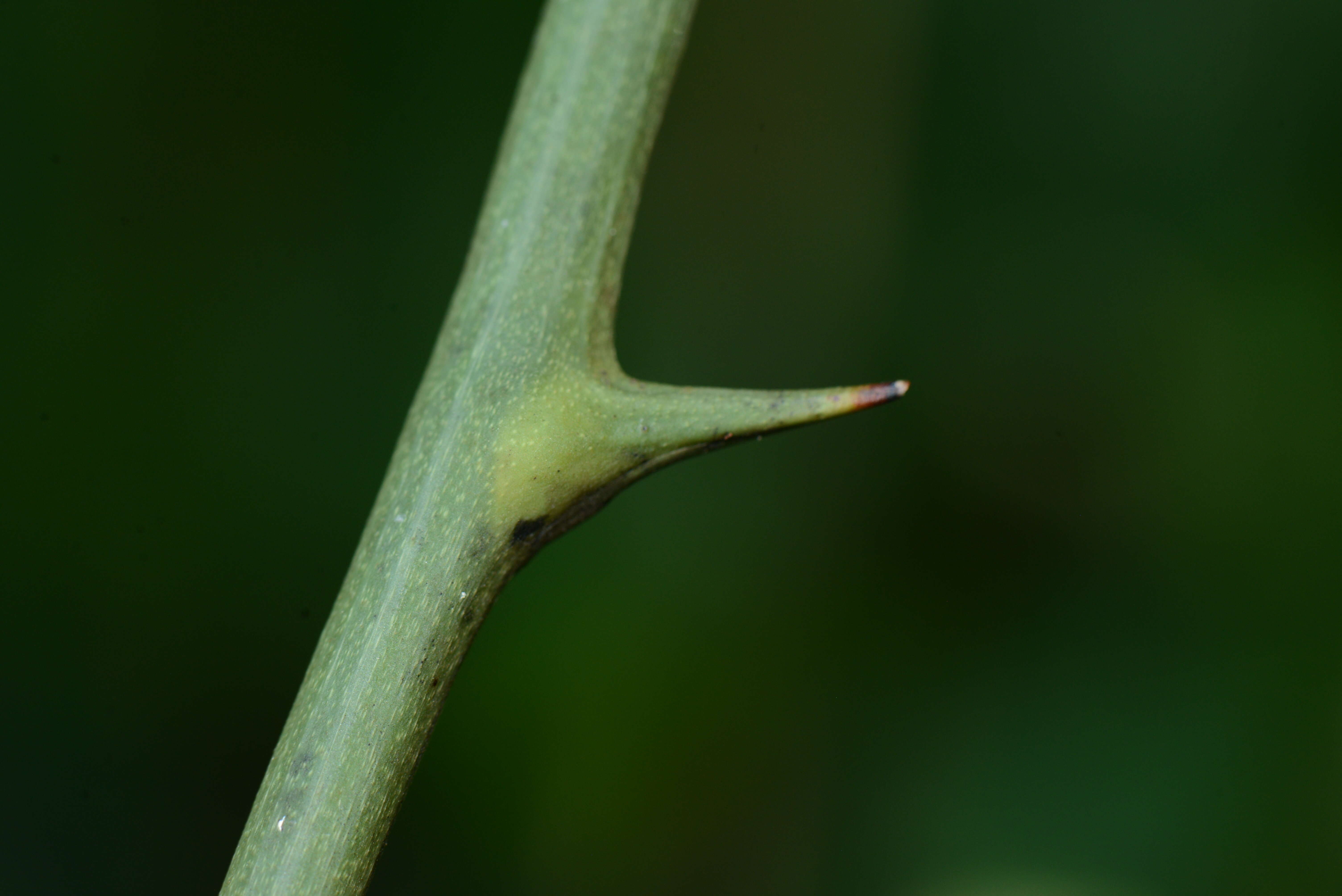 Слика од Dioscorea Plum. ex L.