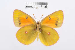 Imagem de Colias regia Grum-Grshimailo 1887