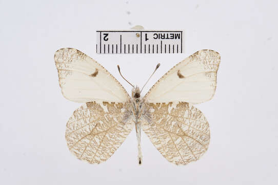 Image de Anthocharis lanceolata Lucas 1852