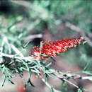 Image of Grevillea tetragonoloba Meissn.