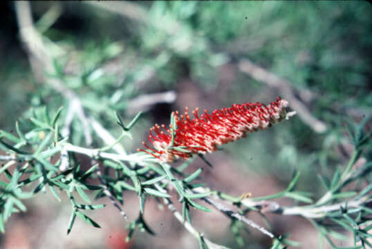 Image of Grevillea tetragonoloba Meissn.