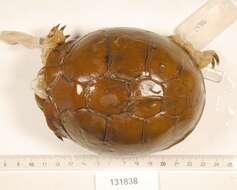 Image of Three-toed box turtle