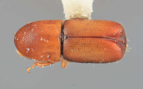 Image of Corthylocurus