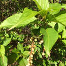 Plancia ëd Stachyurus praecox var. matsuzakii (Nakai) Makino