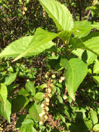 Image of Stachyurus praecox var. matsuzakii (Nakai) Makino