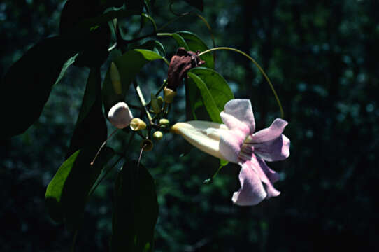 Image de Bignonia aequinoctialis L.